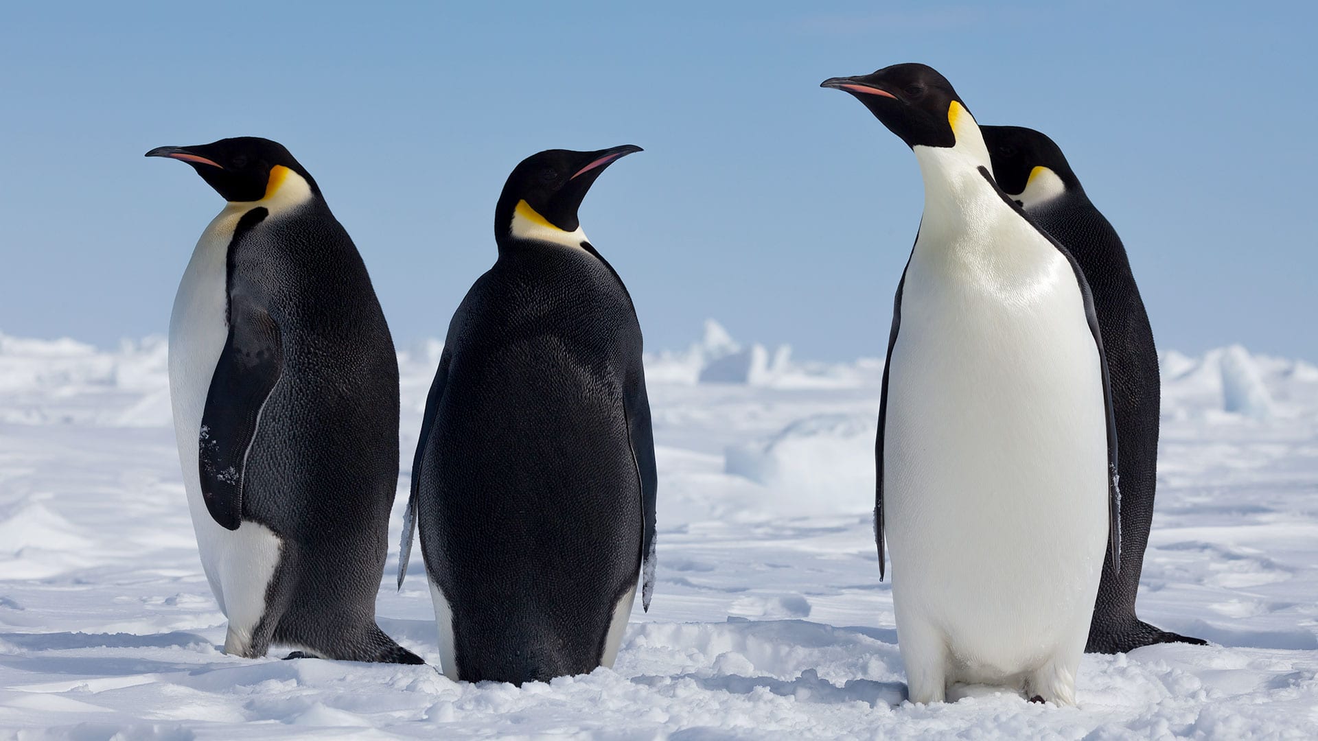 เพนกวินแอฟริกันอาจสูญพันธุ์ภายในปี 2578 นักรณรงค์กล่าว
